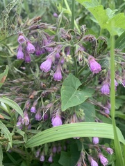 Symphytum officinale