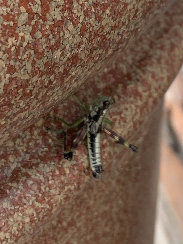 Post Oak Grasshopper photo 2