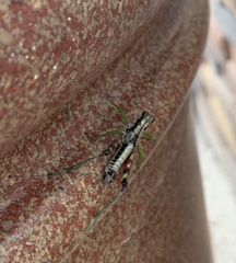 Dendrotettix quercus