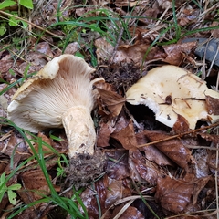 Lactarius intermedius