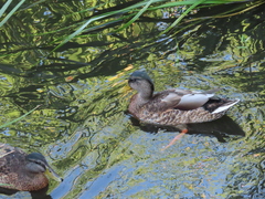 Anas platyrhynchos