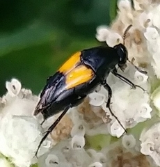 Macrosiagon dimidiata