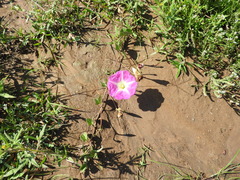 Ipomoea hartwegii