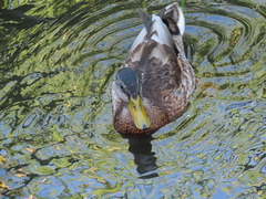 Anas platyrhynchos