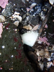 Acanthodoris hudsoni