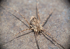 Leiobunum ventricosum