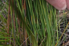 Hypodiscus willdenowia