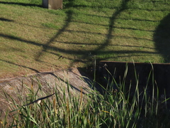 Delichon urbicum