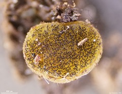 Ascobolus furfuraceus
