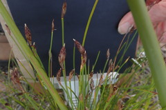 Hypodiscus willdenowia