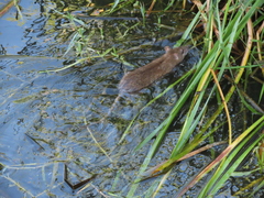Rattus norvegicus