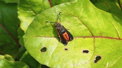 Eichlinia cucurbitae