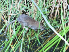 Rattus norvegicus