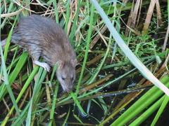 Rattus norvegicus
