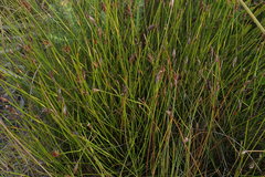 Hypodiscus willdenowia