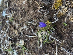 Campanula lasiocarpa