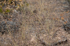 Cordylanthus nevinii