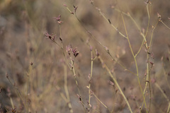 Cordylanthus nevinii