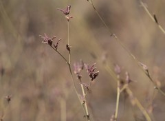 Cordylanthus nevinii