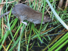 Rattus norvegicus