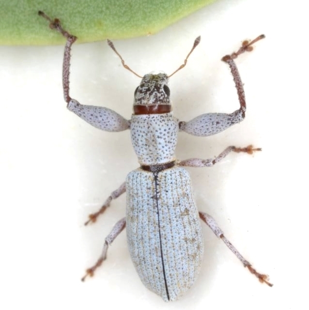 Pandeleteius longicollis