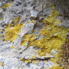 Leproplaca xantholyta