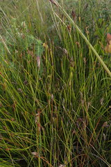 Hypodiscus willdenowia