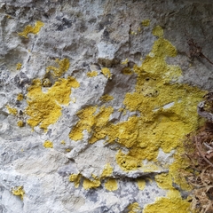 Leproplaca xantholyta