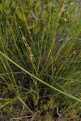 Hypodiscus willdenowia