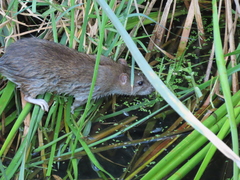 Rattus norvegicus