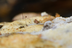 Paradiacheopsis rigida