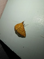 Ecpyrrhorrhoe rubiginalis