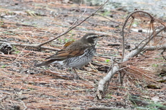 Turdus eunomus
