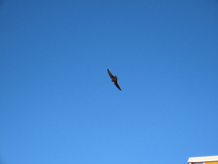 Ptyonoprogne rupestris