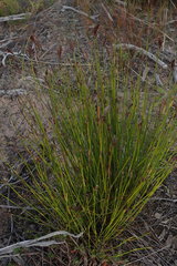 Hypodiscus willdenowia