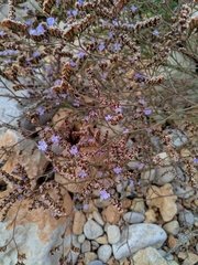 Limonium duriusculum