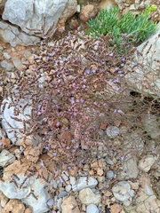 Limonium duriusculum