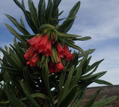 Lobostemon belliformis