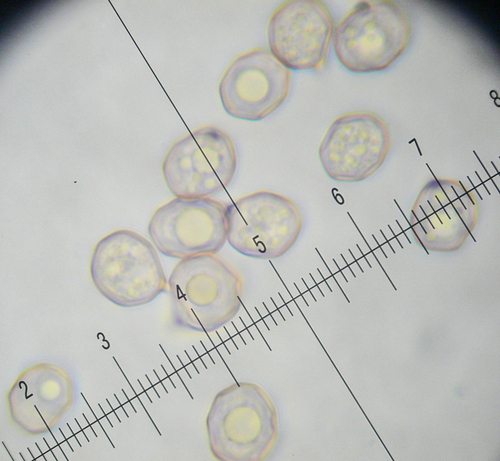 Pavasarinė gijabudė nuotrauka