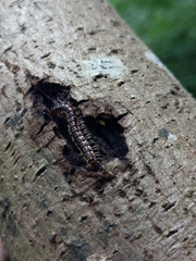 Helicorthomorpha