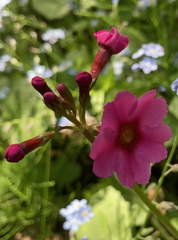 Primula japonica