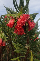 Lobostemon belliformis