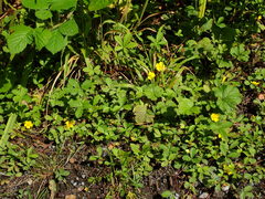 Potentilla mixta