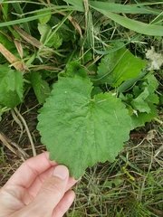 Rubus dalibarda