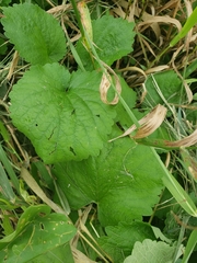 Rubus dalibarda