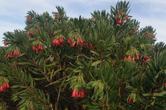 Lobostemon belliformis