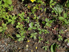 Potentilla mixta