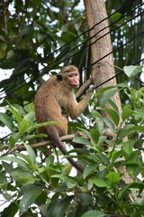Macaca sinica