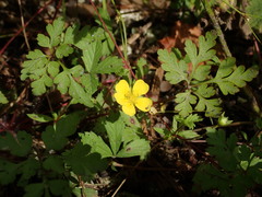 Potentilla mixta