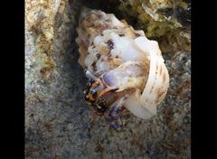 Clibanarius tricolor